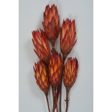 REPENS Red 12"